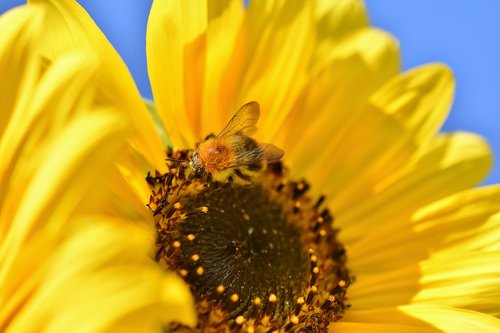 sunflower  hummel  insect