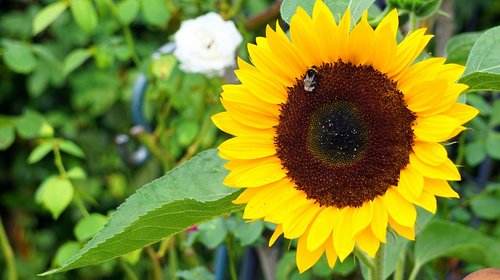 sunflower  blossom  bloom