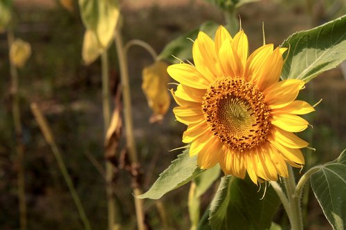 sunflower  yellow  flower