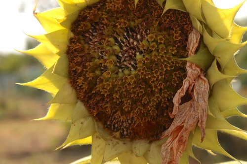 sunflower  mature  summer