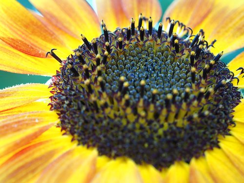 sunflower  yellow  nature