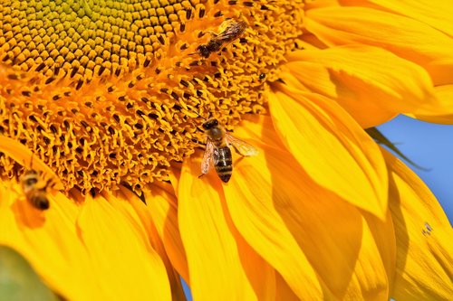 sunflower  bee  insect