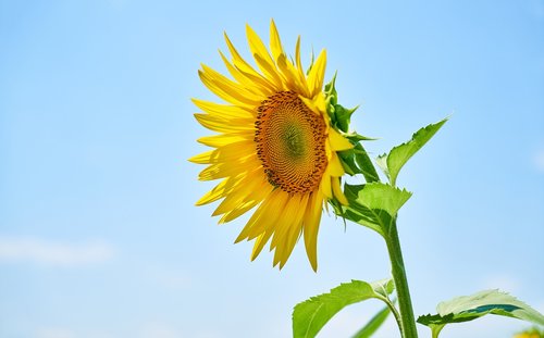 sunflower  yellow  solar