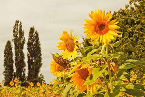 sunflower  flowers  yellow