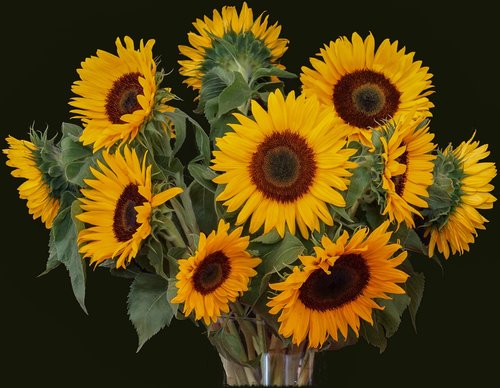 sunflower  bouquet  flora