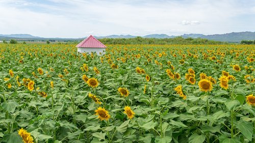 sunflower  house  scenery