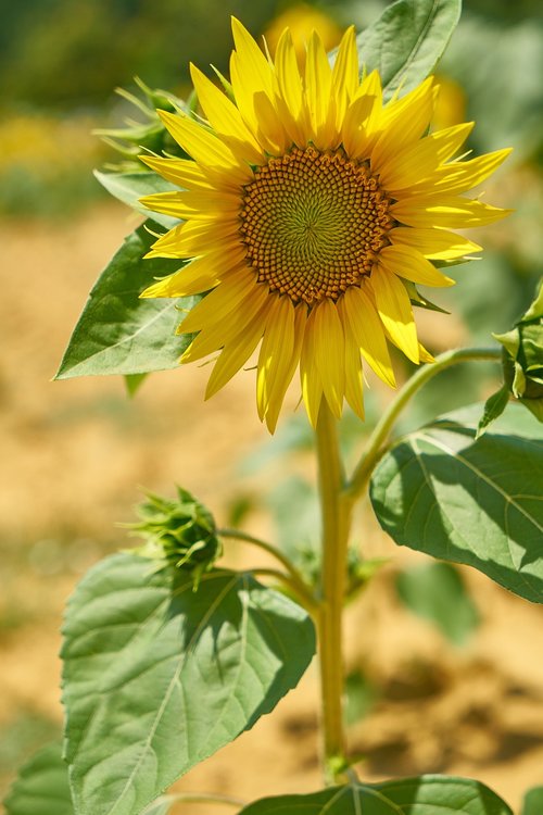 sunflower  yellow  beautiful
