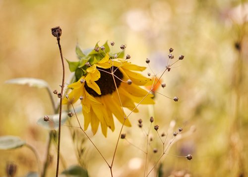 sunflower  wild flower  nature