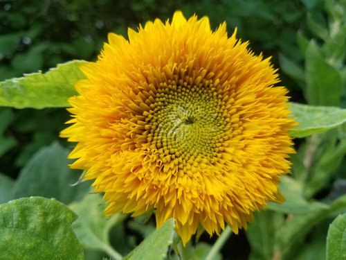 sunflower  flower  teddy bear sunflower