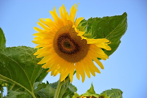 sunflower  flower  blossom