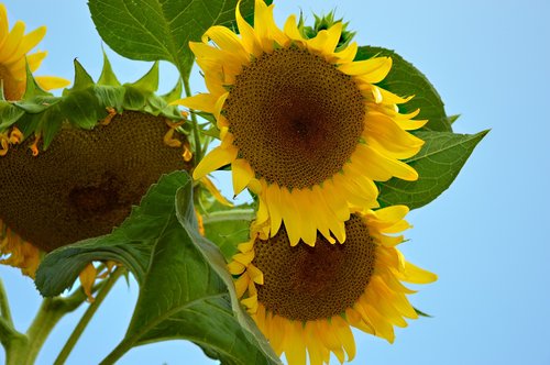 sunflower  flowers  helianthus