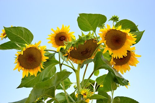 sunflower  sun roses  flowers