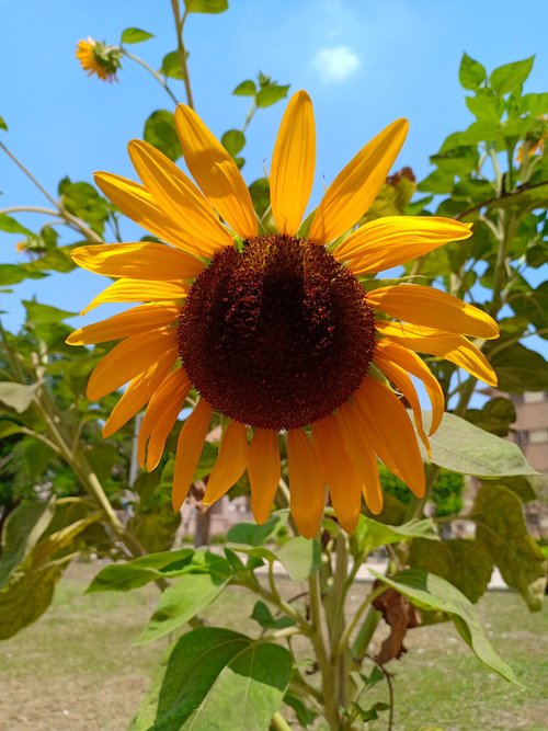 sunflower  nature  sky