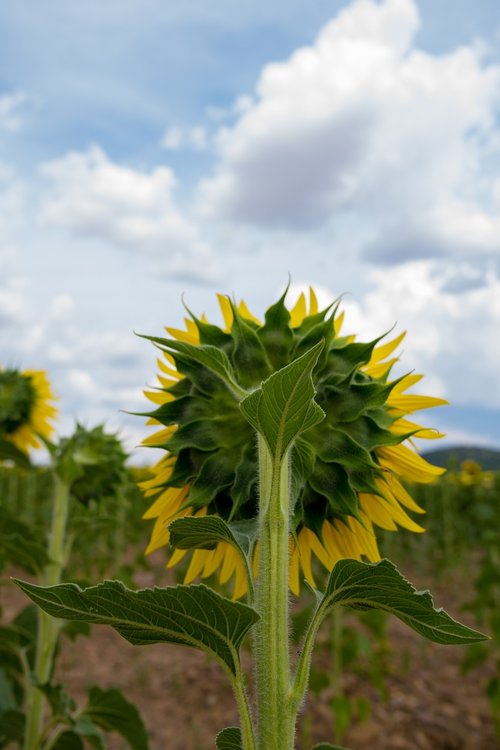 sunflower  burgos  sunset