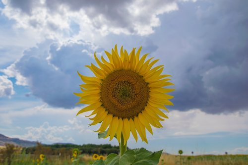 sunflower  burgos  field