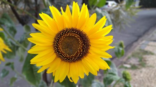 sunflower  garden  flower