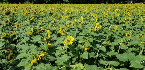 sunflower  field  bloom
