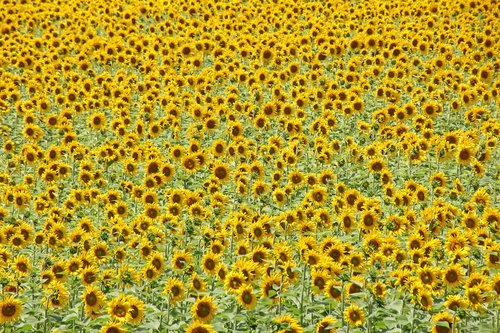 sunflower  nature  sunflower field
