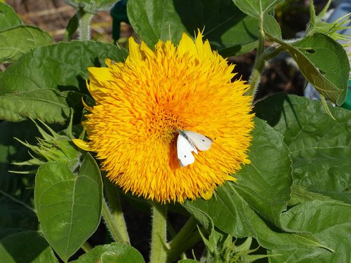 sunflower  yellow  butterfly