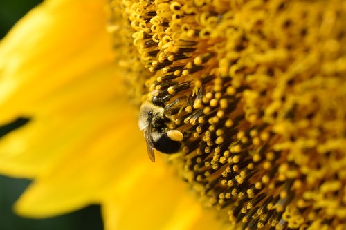 sunflower  bee  bumble bee
