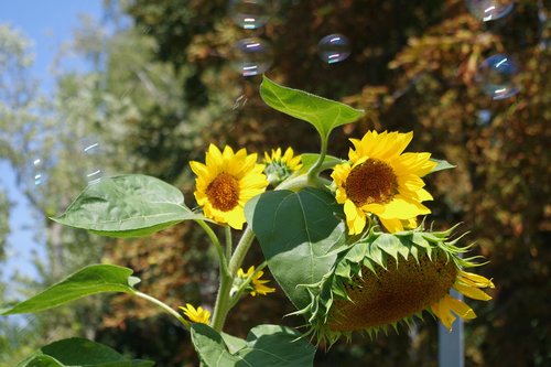 sunflower  soap bubbles  summer