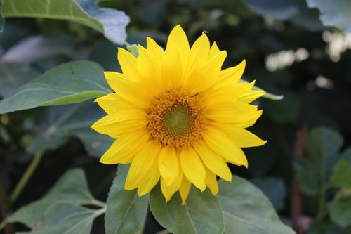 sunflower  blossom  bloom