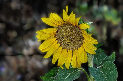 sunflower  blossom  bloom