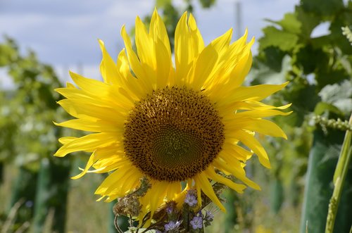 sunflower  blossom  bloom