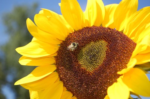 sunflower  bee  yellow