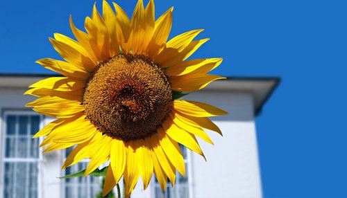 sunflower  blue sky  house