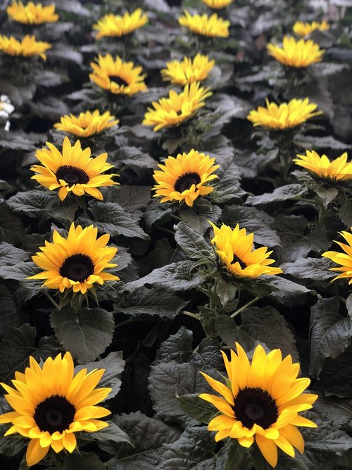 sunflower  flowers  garden