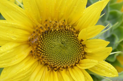 sunflower  golden ratio  law
