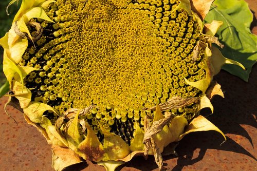sunflower  food  autumn