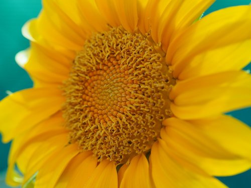 sunflower  beauty  yellow