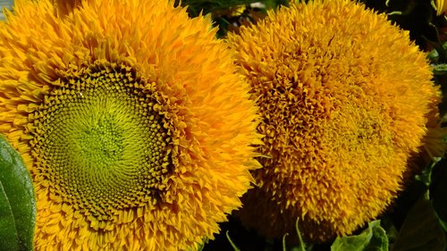 sunflower  flowers  summer