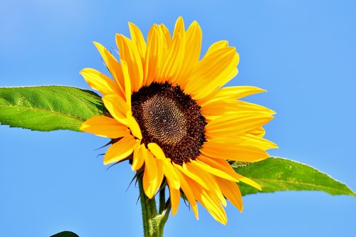 sunflower  flower  blossom