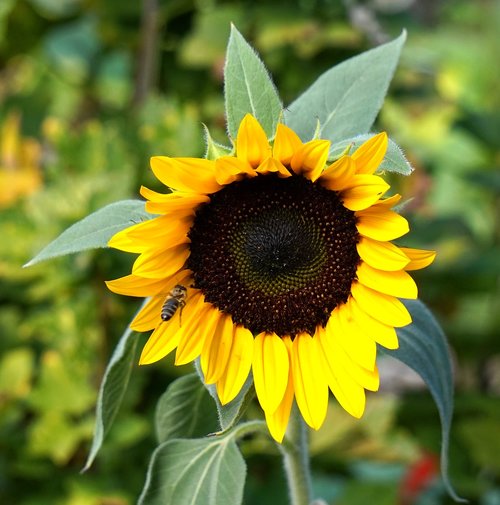 sunflower  blossom  bloom