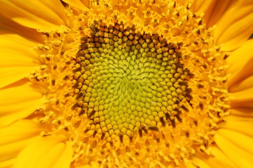 sunflower  yellow  bloom