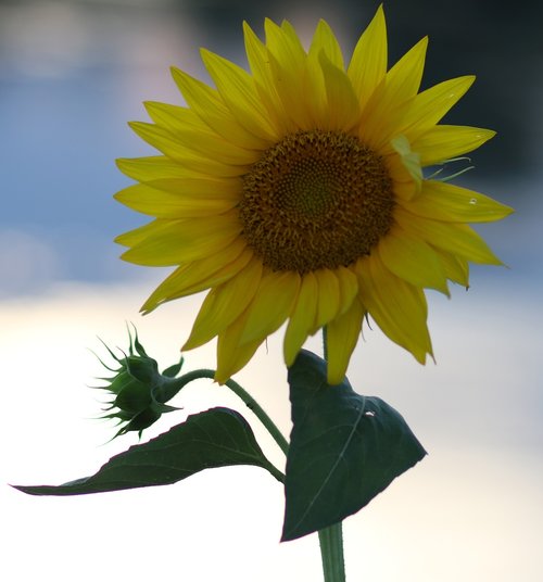 sunflower  yellow  flower