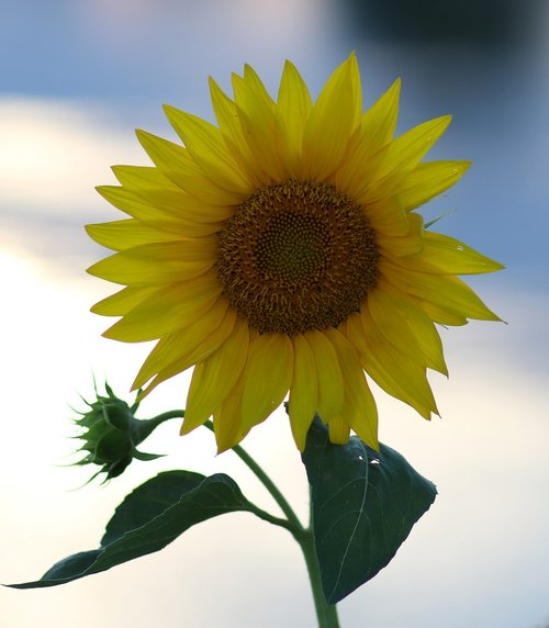 sunflower  yellow  flower