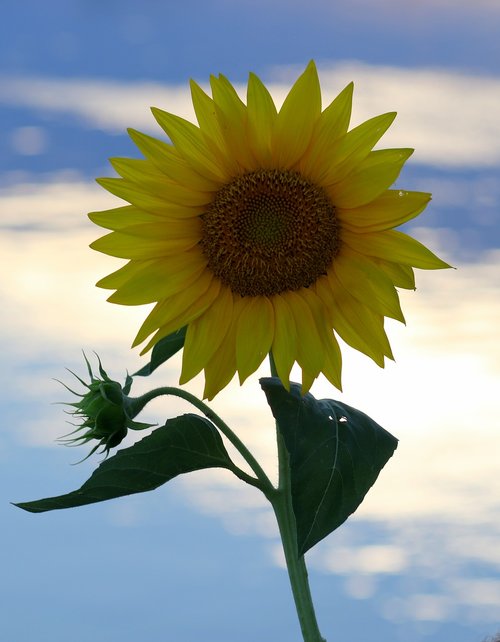 sunflower  yellow  flower