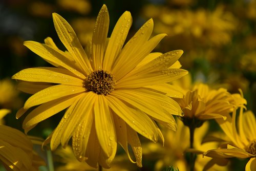 sunflower  summer  yellow