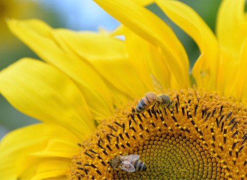 sunflower  wasps  yellow