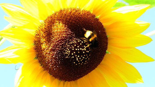 sunflower  plant  yellow