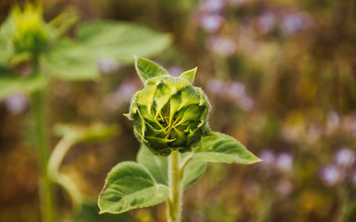 sunflower  field  bud