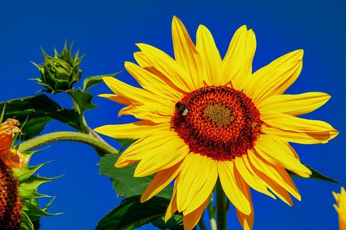 sunflower  helianthus  flower