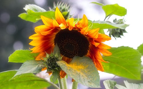 sunflower  bright  yellow