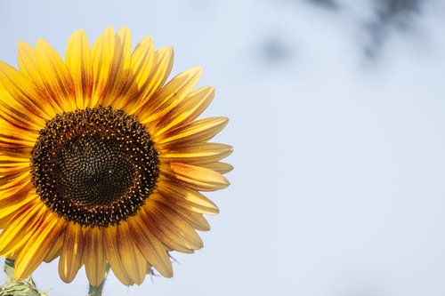 sunflower  background  yellow