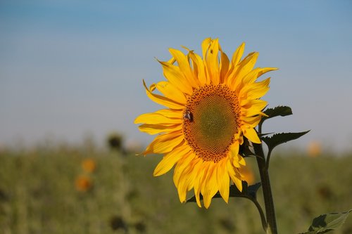 sunflower  summer  yellow