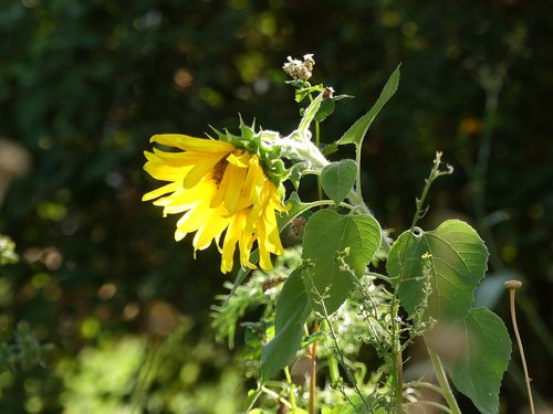 sunflower  yellow  nature